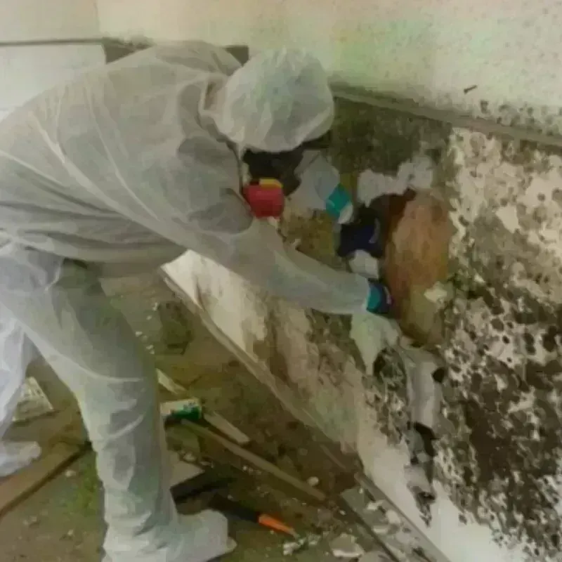 Mold Remediation and Removal in Scotts Valley, CA